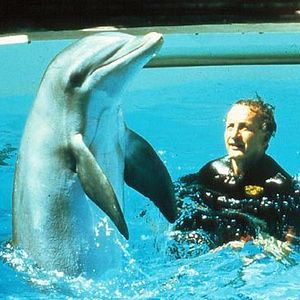 Bilder Der Tag der Delphine