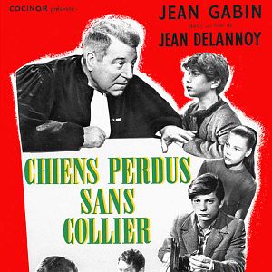 Bilder Wie verlorene Hunde