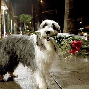 Bilder Brian Robbins