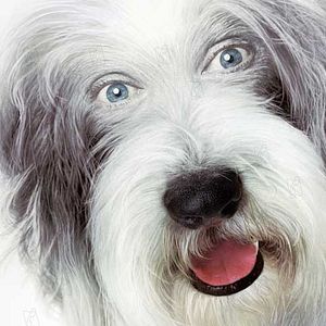 Bilder Brian Robbins