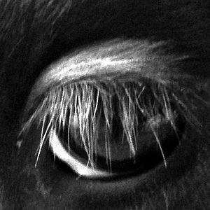 Bilder Pierre Creton