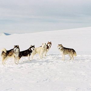 Bilder Frank Marshall