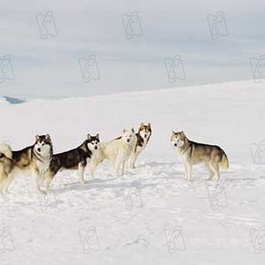 Bilder Frank Marshall