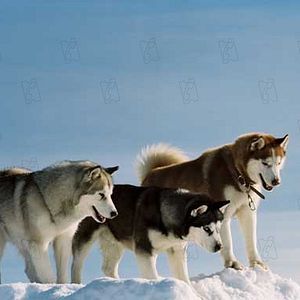 Bilder Frank Marshall