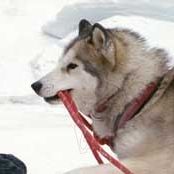 Bilder Bruce Greenwood