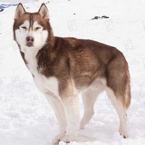 Bilder Frank Marshall