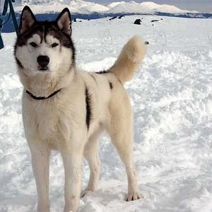 Bilder Frank Marshall