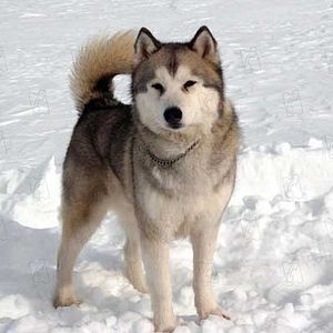 Bilder Frank Marshall