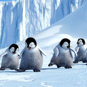 Bilder Happy Feet