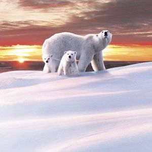 Bilder Thierry Piantanida