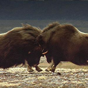 Bilder Thierry Ragobert