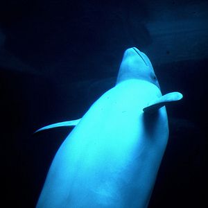 Bilder Thierry Piantanida