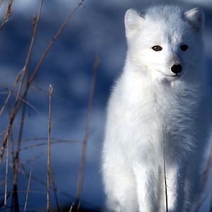 Bilder Thierry Piantanida