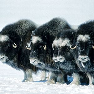 Bilder Thierry Ragobert