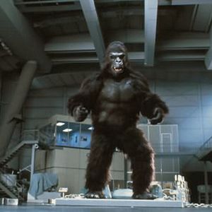 Bilder King Kong