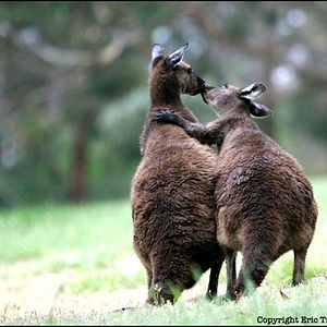 Bilder Animals In Love