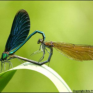 Bilder Animals In Love