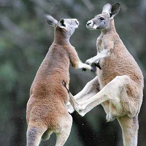 Bilder Animals In Love