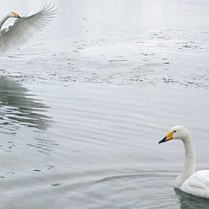 Bilder Animals In Love