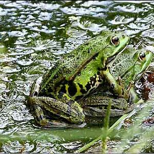Bilder Animals In Love
