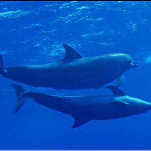 Bilder Animals In Love