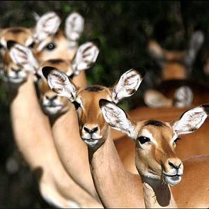 Bilder Animals In Love