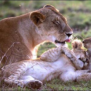 Bilder Animals In Love