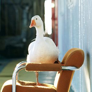 Bilder Das geheime Leben der Worte