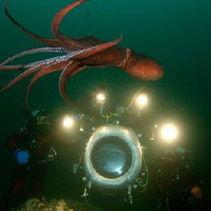 Bilder IMAX: Wunder der Tiefe 3D