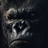 Bilder King Kong