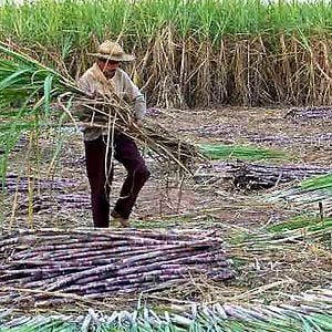 Bilder Hamaca Paraguaya - Eine Hängematte in Paraguay