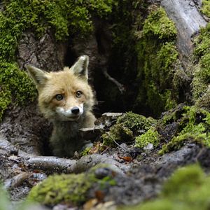 Bilder Der Fuchs und das Mädchen