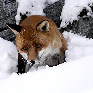 Bilder Der Fuchs und das Mädchen