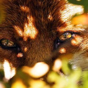 Bilder Der Fuchs und das Mädchen