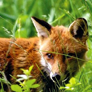 Bilder Der Fuchs und das Mädchen