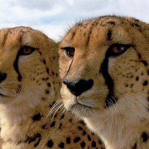 Bilder Mario Andreacchio