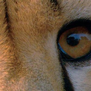 Bilder Mario Andreacchio