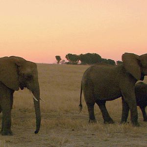 Bilder Mario Andreacchio