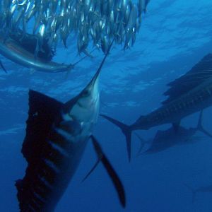 Bilder Unsere Erde - Der Film