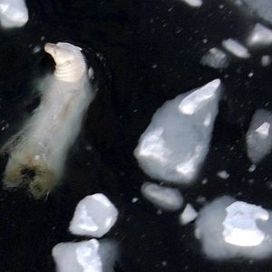 Bilder Unsere Erde - Der Film