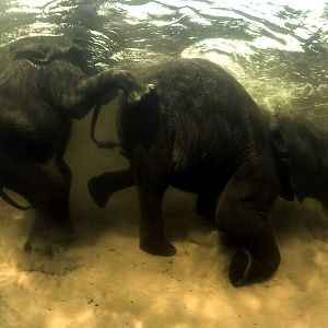 Bilder Unsere Erde - Der Film