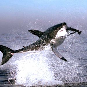 Bilder Unsere Erde - Der Film