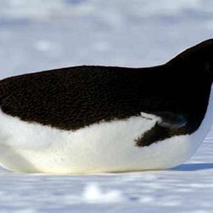 Bilder Unsere Erde - Der Film