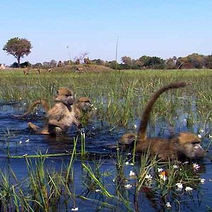 Bilder Unsere Erde - Der Film