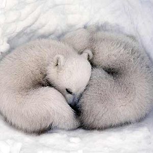 Bilder Unsere Erde - Der Film