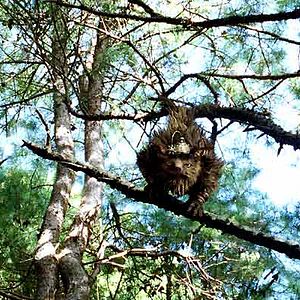 Bilder Gábor Csupó