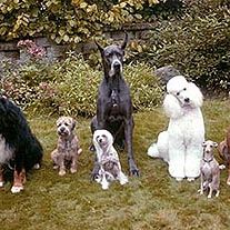 Bilder In tierischer Mission