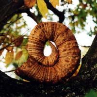 Bilder Rivers and Tides