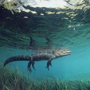 Bilder Greg MacGillivray