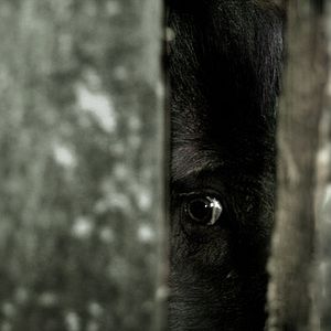 Bilder The Abandoned - Die Verlassenen